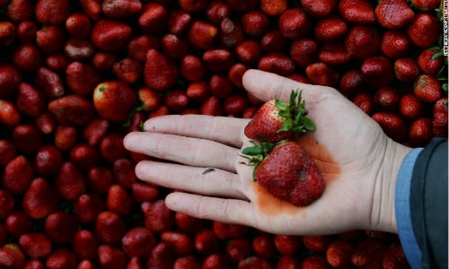 Dâu tây có thể chứa đến 20 loại thuốc trừ sâu?