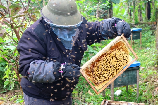 Nông dân Nghệ An nuôi ong chúa lấy sữa, thu lãi 200 triệu đồng/năm