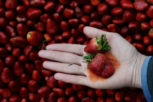 Công bố rau củ bẩn và sạch nhất năm 2018