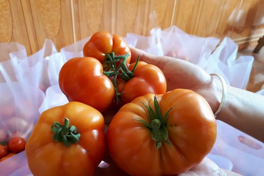 Con Cuông trồng cà chua đặc sản trong nhà lưới 