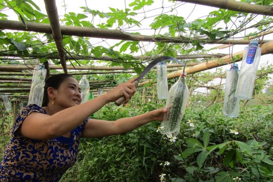 Độc đáo: Nông dân Nghệ An bọc mướp đắng trong chai nhựa 