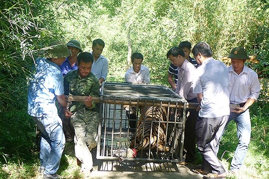 Nhiều thủ đoạn tinh vi của các đối tượng buôn bán động vật hoang dã, quý hiếm