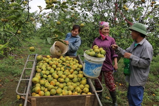 Xã Nghĩa Liên (Nghĩa Đàn) thành công từ động viên, khơi dậy sức dân