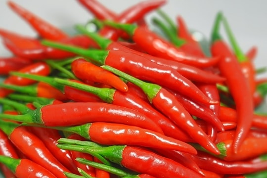 Trồng ớt cay chỉ thiên thu lãi trên 200 triệu/ha