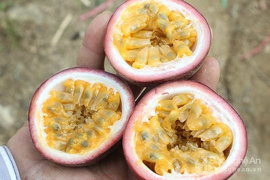 Năm 2018 huyện Tương Dương sẽ có 140 ha chanh leo