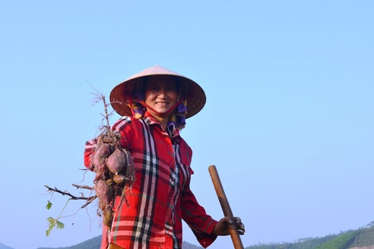 Xã vùng núi thu hàng trăm triệu từ trồng giống khoai lang mới