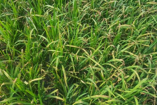 Quỳ Hợp: Hơn 190 ha lúa xuân nhiễm bệnh 