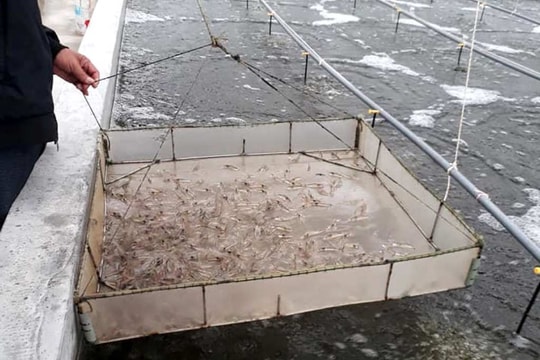 Lần đầu tiên nông dân Nghệ An nuôi tôm trong bể xi măng