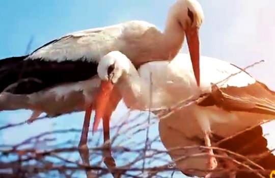 Bay 14.000 km mỗi năm về thăm bạn tình