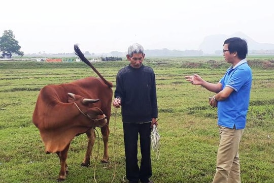 Thu phí chăn trâu, bò: HTX đi ngược chủ trương của Đảng