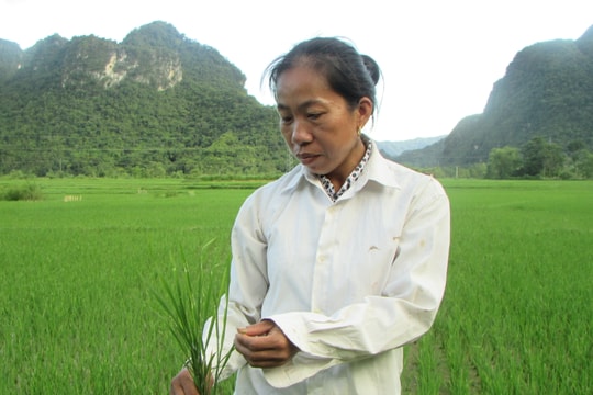 Gần 200 ha lúa xuân ở Con Cuông bị vàng, khô đầu lá