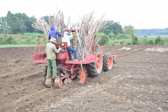 Công ty CP mía đường Sông Con kết thúc vụ ép 2017 - 2018