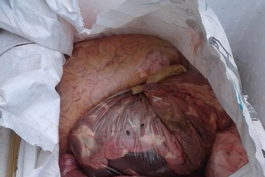 Bắt xe ô tô tải chở hơn 1 tạ lòng lợn thối