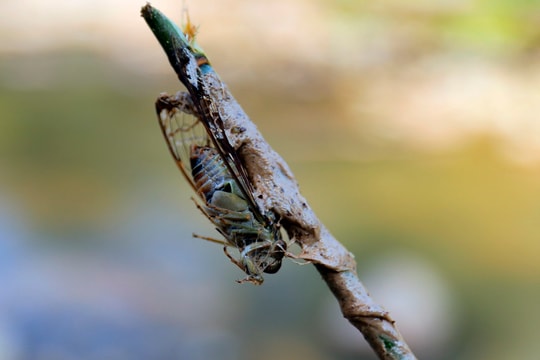 Học sinh bán trú vùng cao Nghệ An săn ve sầu cải thiện bữa ăn