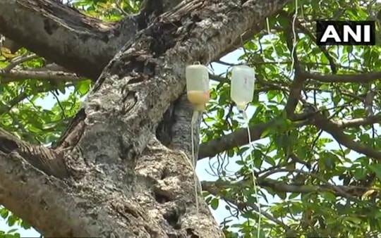 Truyền hàng trăm chai dịch cho cây đa 700 tuổi bị mối ăn 