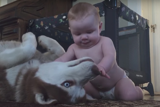 Thót tim xem cảnh cậu bé gần 1 tuổi chơi với chó cưng