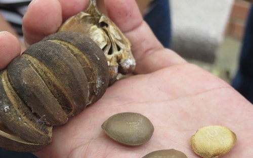 6 học sinh ngộ độc nghi do ăn hạt ngô đồng