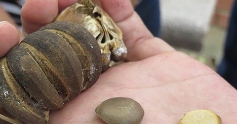 Các học sinh ngộ độc hạt ngô đồng đã được xuất viện về nhà