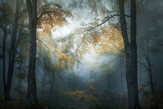 Những bức ảnh ấn tượng chiến thắng giải thưởng Nhiếp ảnh Sony 2018