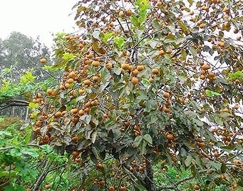 Nam Đàn khai thác vườn hồng làm du lịch cộng đồng 