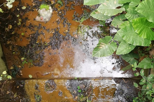 Công an vào cuộc vụ cá ao chết ở Nam Đàn