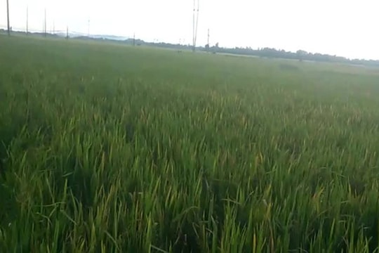 Con dâu phát hiện bố tử vong dưới ruộng lúa