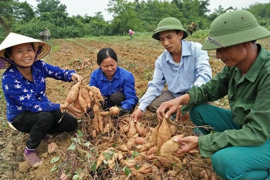 Khoai lang Nhật giá cao ngất ngưởng vẫn không đủ để bán