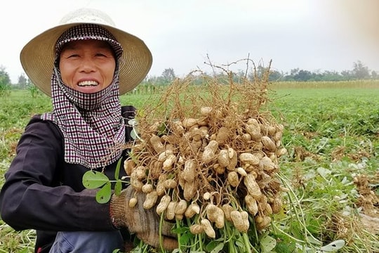 Hơn 5.000 tấn lạc tươi phục vụ thị trường dịp lễ  ​