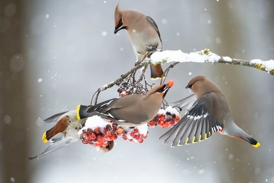  Bộ ảnh thiên nhiên đẹp nhất tháng 4