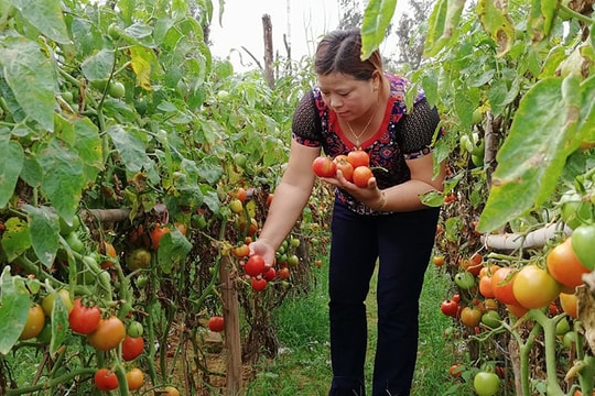 Nông dân Nghệ An ghép cà chua trên gốc cà tím cho năng suất 5 tấn/sào