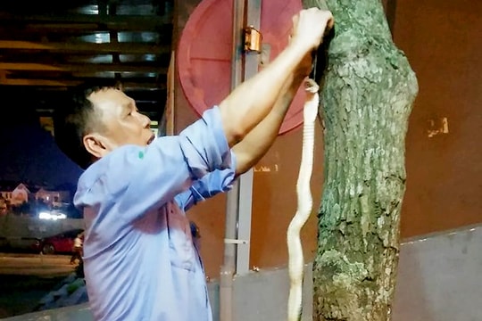 Bắt rắn hổ mang dài hơn 1m ở gần khu chung cư 