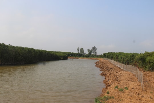 Nhiều diện tích rừng phòng hộ ven sông Mơ bị biến thành hồ nuôi tôm