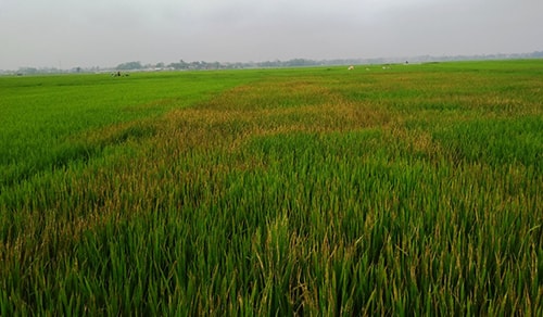 Lão nông phá ruộng lúa của người tình vì tiếc chiếc ví bị mất