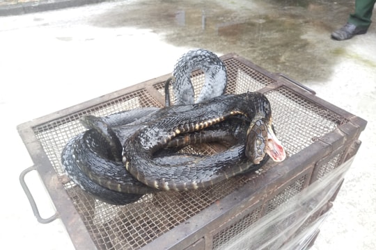 Rắn hổ mang chúa bị đông lạnh đưa đi bán