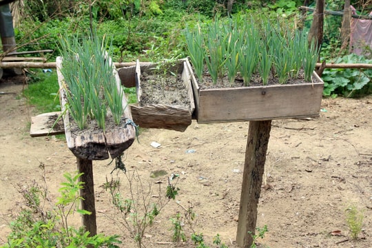 Những “vườn” hành độc đáo của người Mông Nghệ An