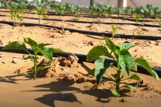 Công nghệ biến sa mạc thành đất trồng sau 7 tiếng