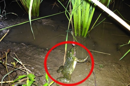 Tuyệt chiêu bắt ếch ở ruộng lúa bằng mồi câu đơn giản