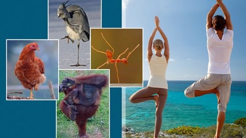 Tác dụng không ngờ khi bạn đứng một chân