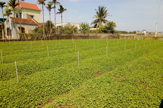 Trồng thành công giống rau má hoang trong vườn nhà