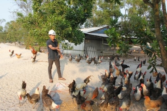 Cất bằng đại học, Tám gàn về quê nuôi gà “đẻ” ra tiền