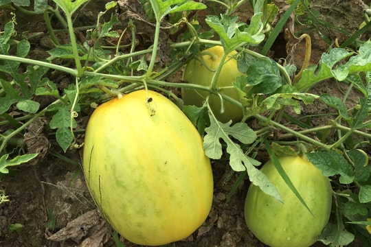 Đa dạng các loại rau, quả mùa hè ở Hoàng Mai