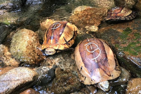 Thả nhiều cá thể trăn, rắn và rùa về rừng ở Nghệ An