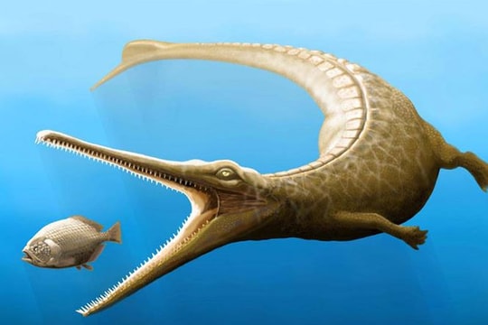 Phát hiện hóa thạch của “con lai” giữa cá sấu và cá heo cổ đại