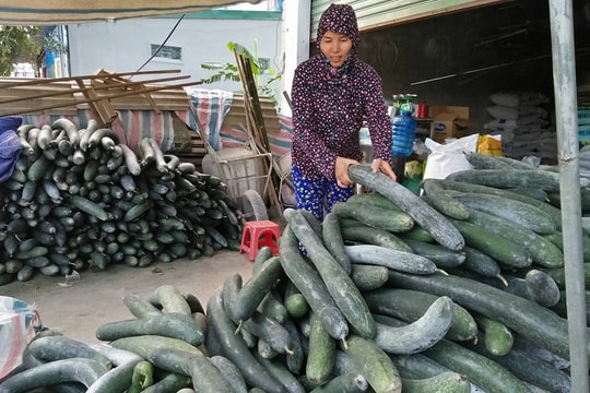 Nghệ An: Bí xanh giá chỉ 2.000 đ/kg cũng không có người mua