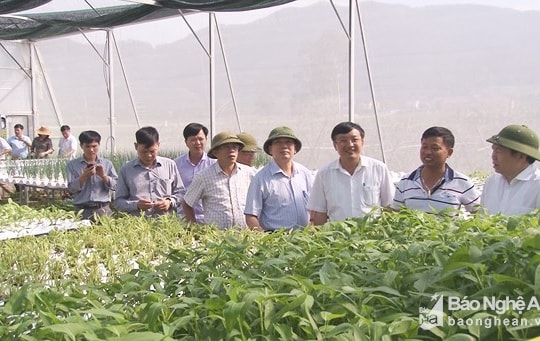 Liên minh HTX Việt Nam hỗ trợ Nghệ An 4 mô hình phát triển sản xuất