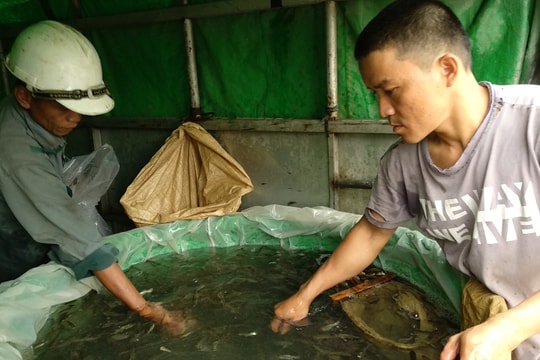 Cấp phát 10 tấn cá giống cho huyện miền núi Tương Dương