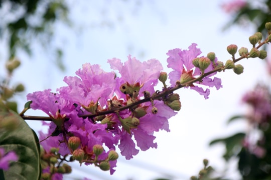 Mơ màng sắc bằng lăng miền Tây xứ Nghệ 