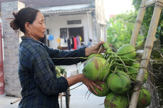 Nắng nóng, làng trồng dừa Nghệ An 'hái tiền triệu' mỗi ngày 