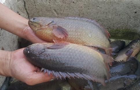 Nuôi cá rô đồng, chàng trai thu lãi 400 triệu đồng/năm