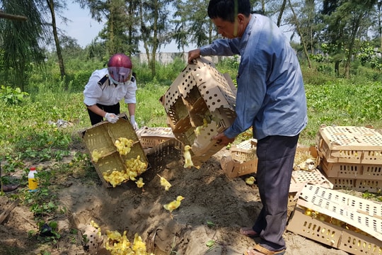 Tài xế bị xử phạt 7 triệu đồng vì vận chuyển gia cầm trái phép  ​